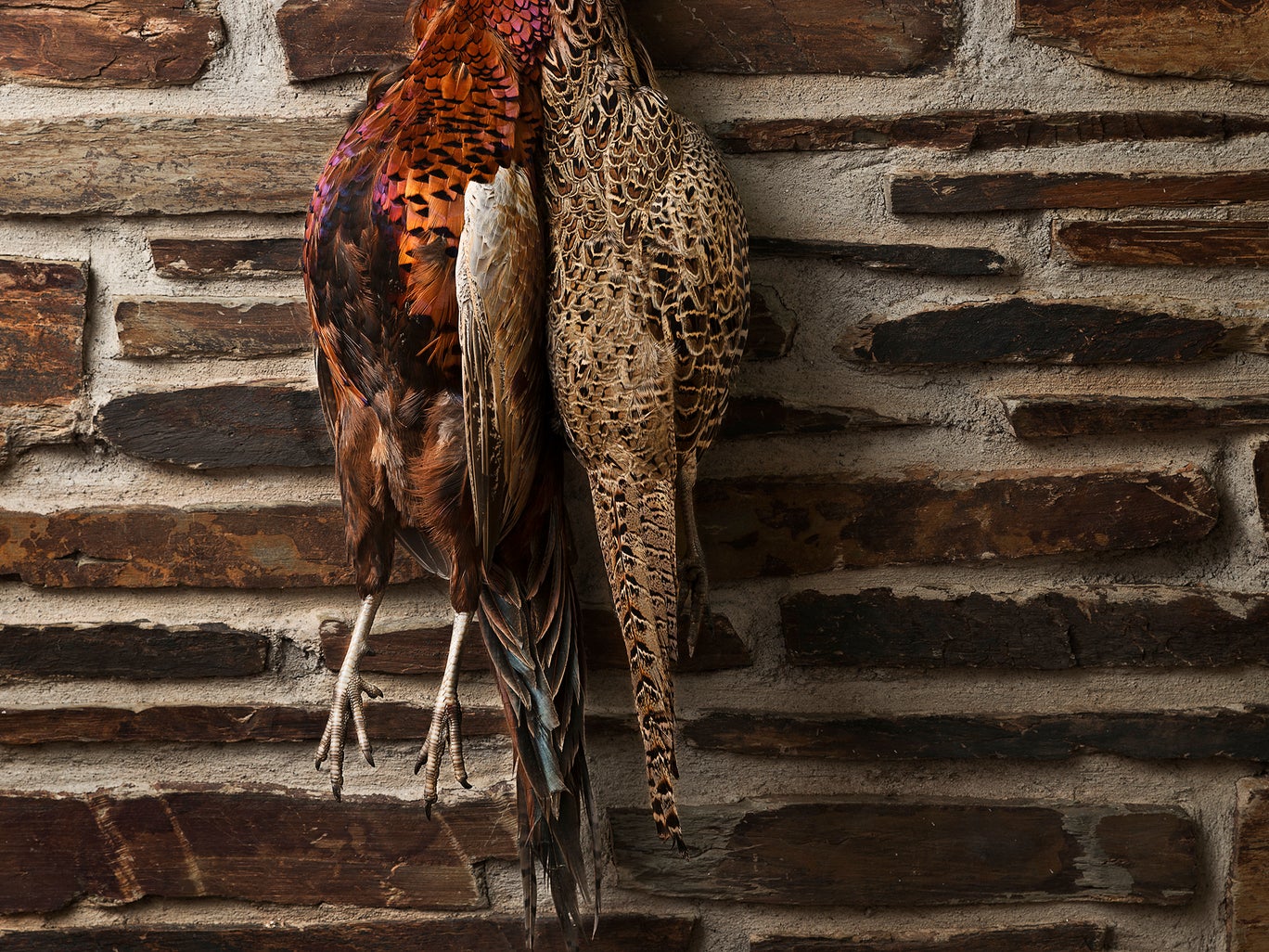 Wild Game Meat/Birds